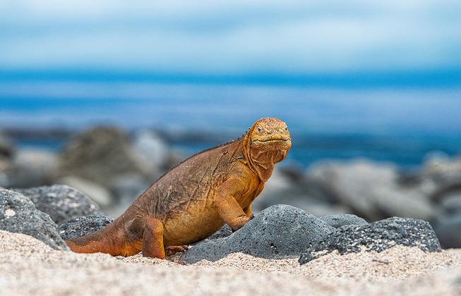 Ecuador und Galápagos - ein Land voller Wunder – Reiseeindruck 2