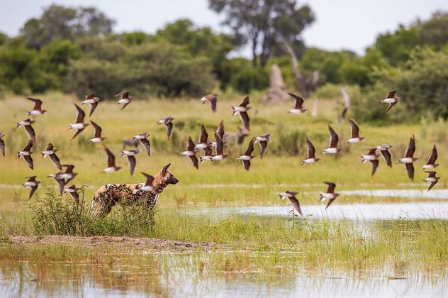 Reisebild: Botswana und Simbabwe - donnernder Rauch und Okavango-Delta
