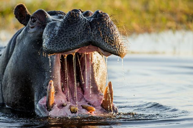 Botswana und Simbabwe - donnernder Rauch und Okavango-Delta – Reiseeindruck 5