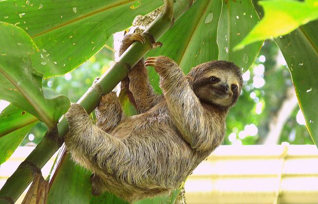 Reisebild: Costa Rica - im Herzen der Natur privat