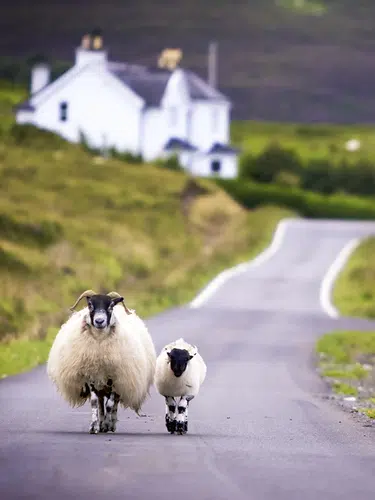 Schottland ─ auf den Spuren der Highlander