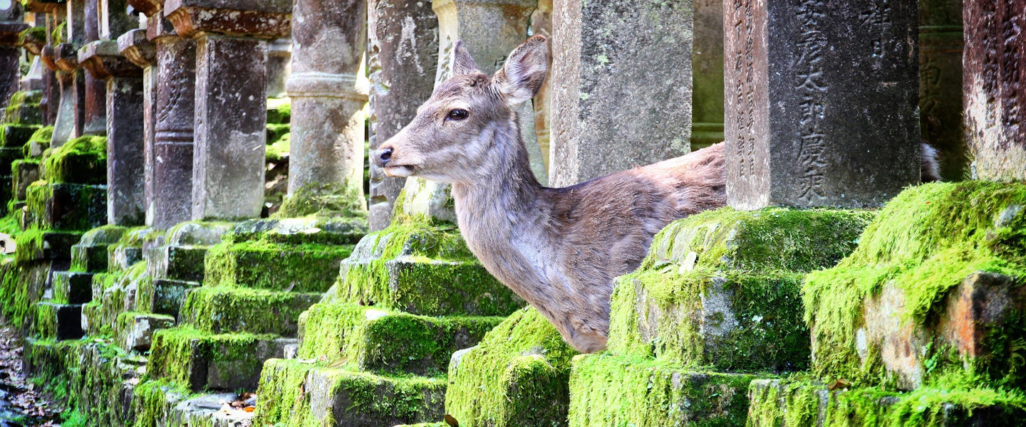 Japan die umfassende Reise als Kleingruppe – eine Erlebnisreise von Gebeco