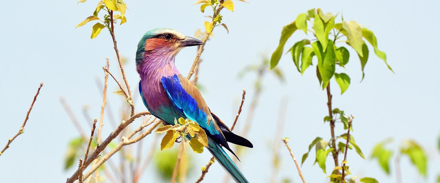 Namibia, Botswana und Simbabwe