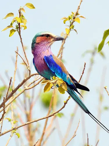 Namibia, Botswana und Simbabwe