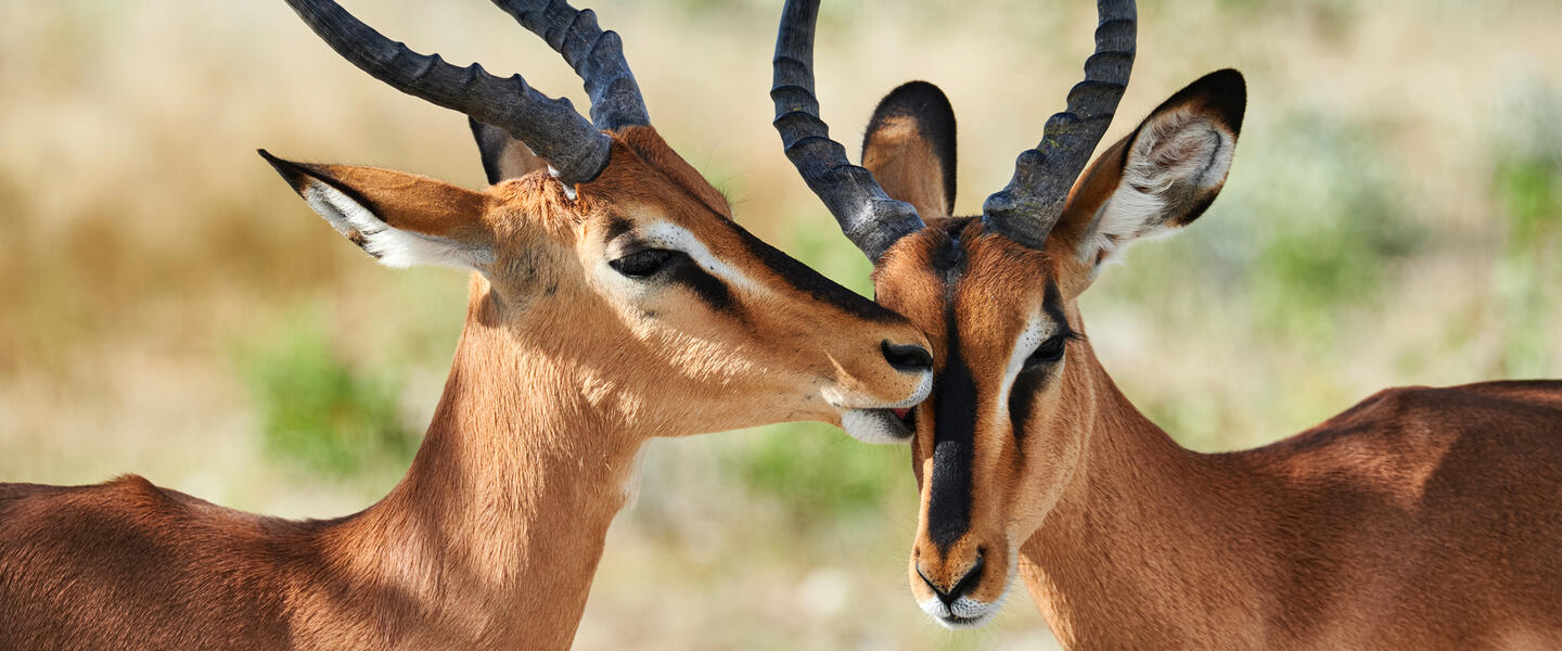 Namibia - Atemberaubende Weite