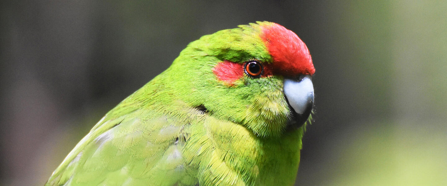 Vielseitiges Neuseeland