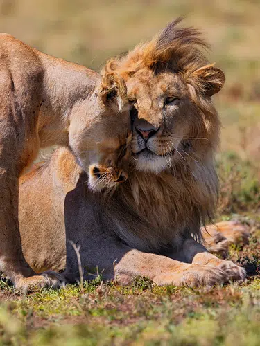 Kenia und Tansania - Savannenträume im Tierparadies