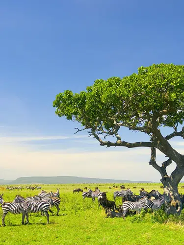 Kenia und Tansania - Savannenträume im Tierparadies