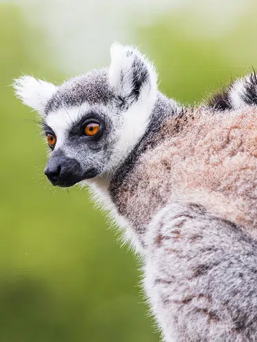 Madagaskar - Lemuren und Meer