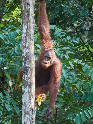 Naturparadies Borneo