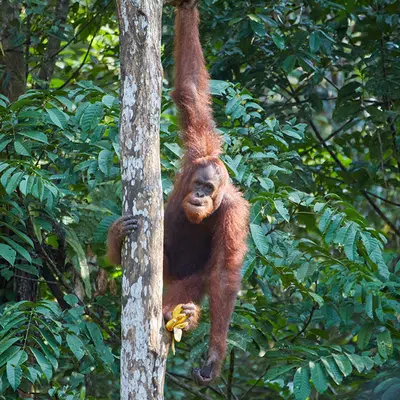 Naturparadies Borneo