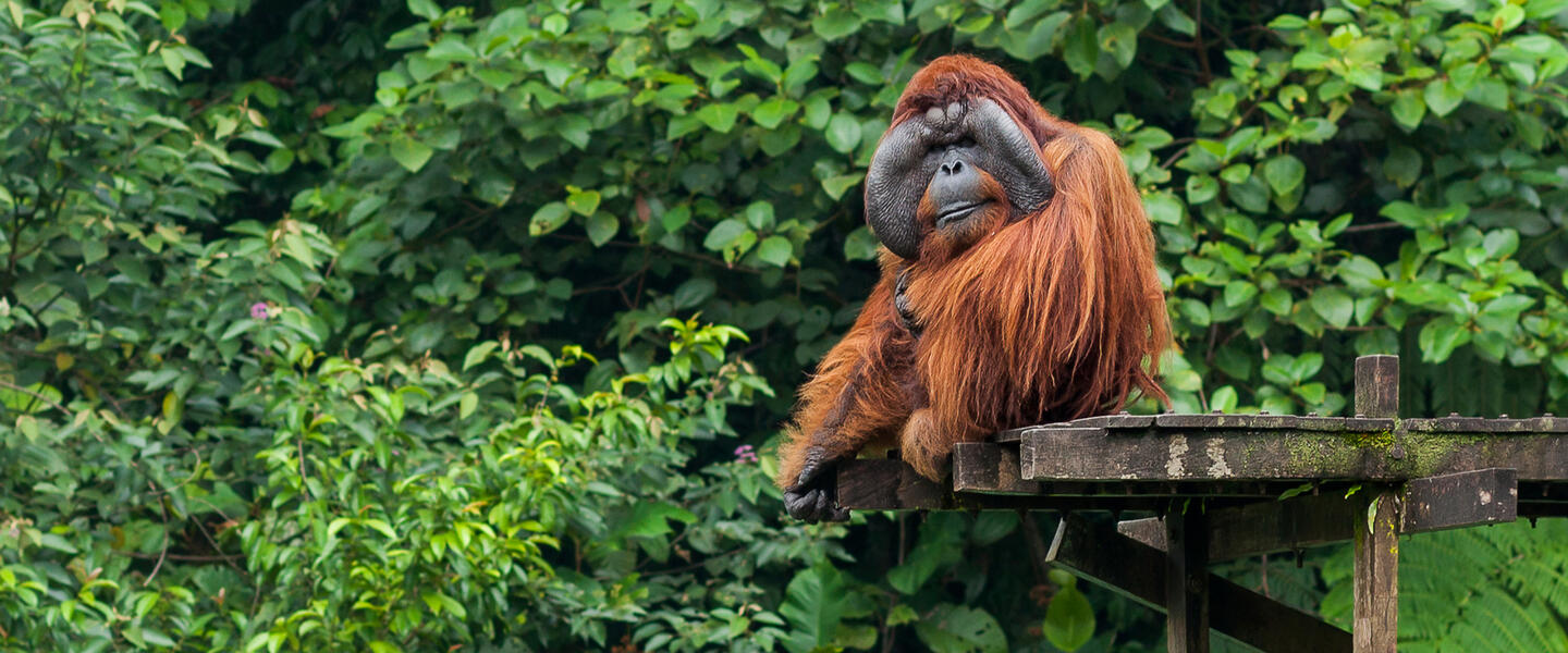 Multikulturelles Malaysia und Borneo Multikulturelles Malaysia und Borneo