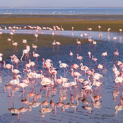 Namibia - Atlantik, Dünen und wilde Tiere