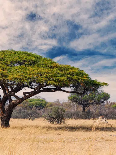 Südliches Afrika - Sinfonie der Naturwunder
