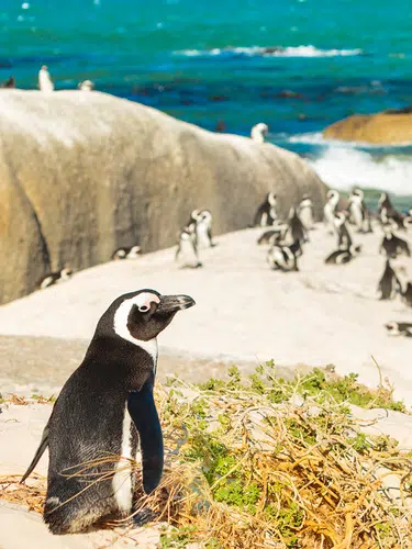 Magisches Südafrika