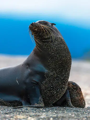 Peru und Ecuador - von Machu Picchu zu den Galápagos-Inseln