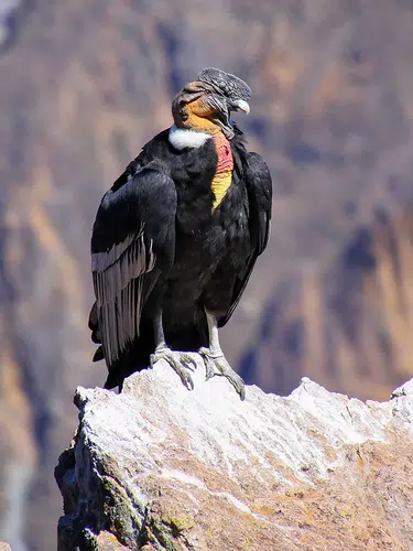 Peru aktiv entdecken