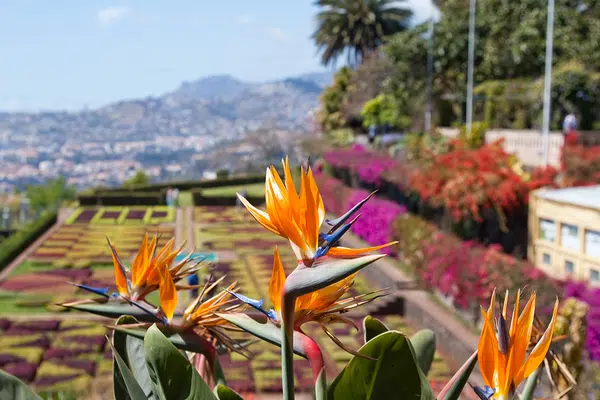Blumeninsel Madeira