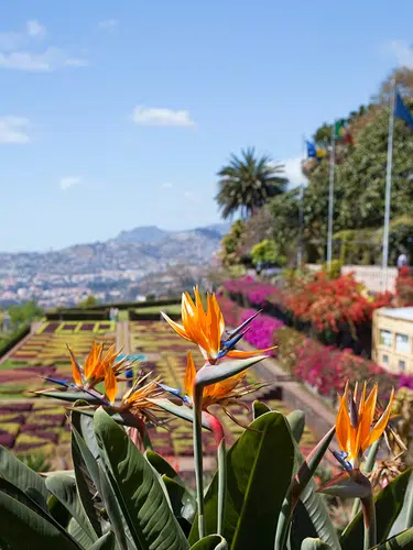 Blumeninsel Madeira