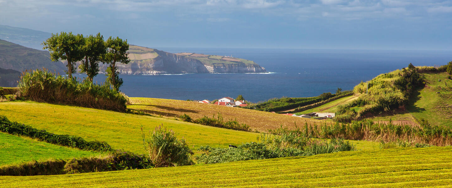 Teezauber auf den Azoren: Naturwunder und Teegenuss
