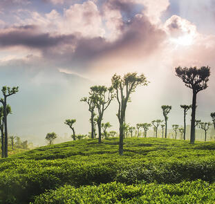Sri Lanka - im Reich des Ceylon-Tees