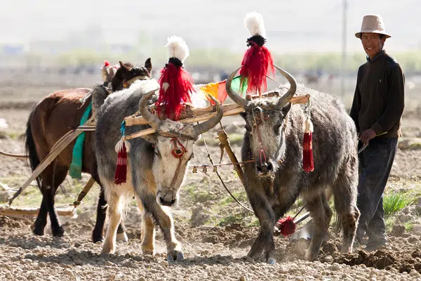 Heiliger Weg nach Tibet
