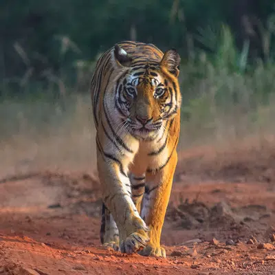 Indien - wo die wilden Tiere wohnen