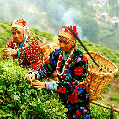 Indien - Tea Time in Assam, Darjeeling und Sikkim