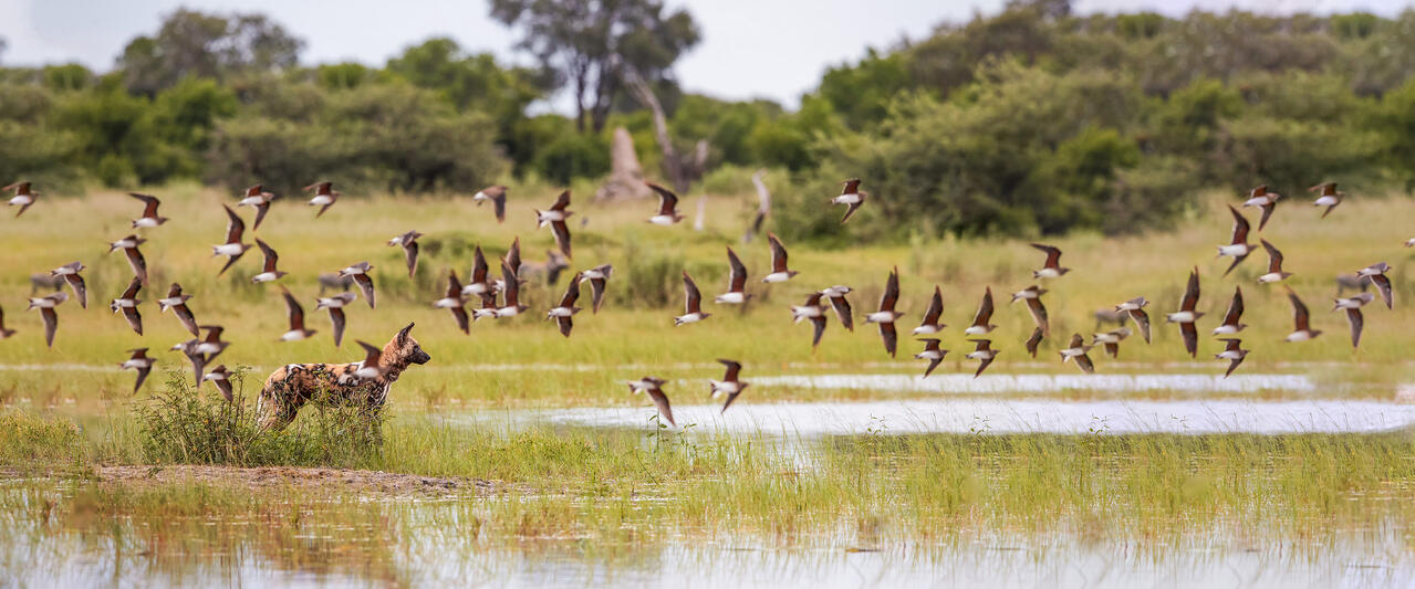 Botswana und Simbabwe - Donnernder Rauch und Okavango-Delta