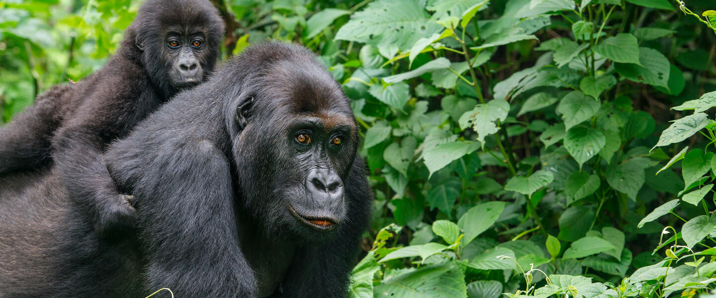 Uganda und Sansibar - Vom Land der Berggorillas nach Sansibar