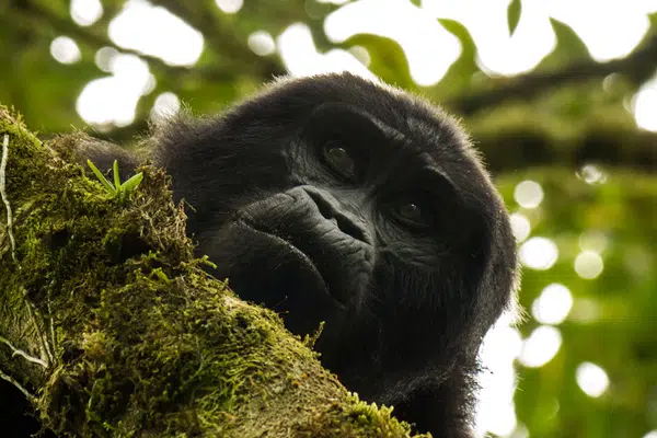 Uganda und Sansibar - vom Land der Berggorillas nach Sansibar
