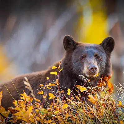 Höhepunkte Westkanadas