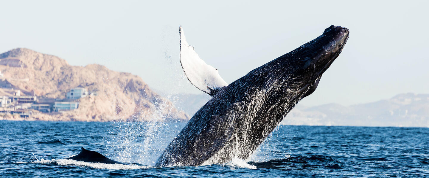 Mexiko: Baja California Sur - unbekanntes Naturparadies