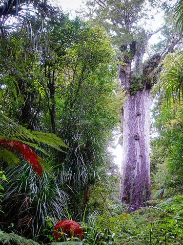 Neuseeland bewusst erleben von Auckland nach Christchurch