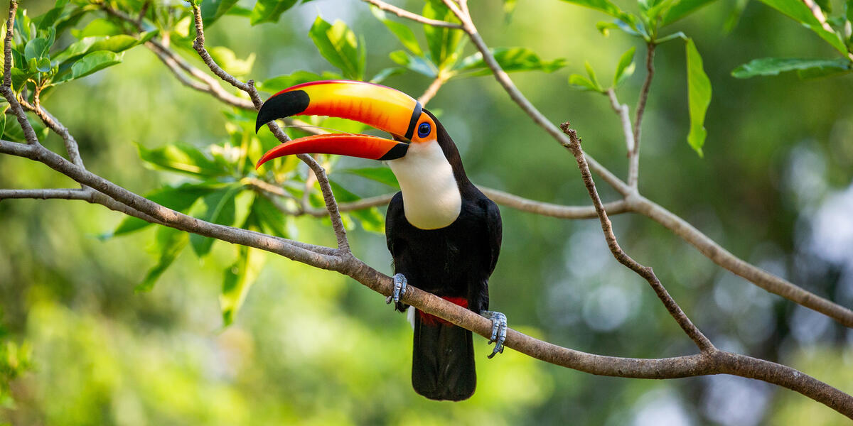 Naturparadies Pantanal Naturparadies Pantanal