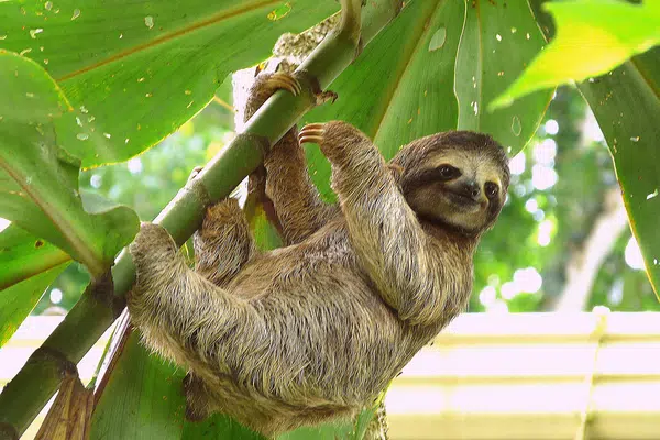 Costa Rica - im Herzen der Natur privat