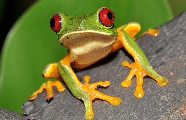 Costa Rica - im Herzen der Natur privat