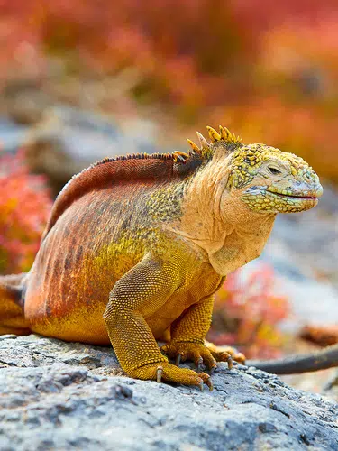 Galápagos mit dem Schiff entdecken