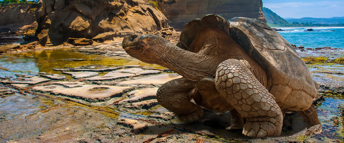 Ecuador und Galápagos zum Kennenlernen privat