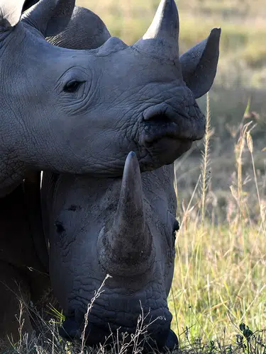 Kenia ─ grenzenloses Tierparadies
