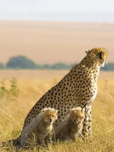 Kenia ─ grenzenloses Tierparadies