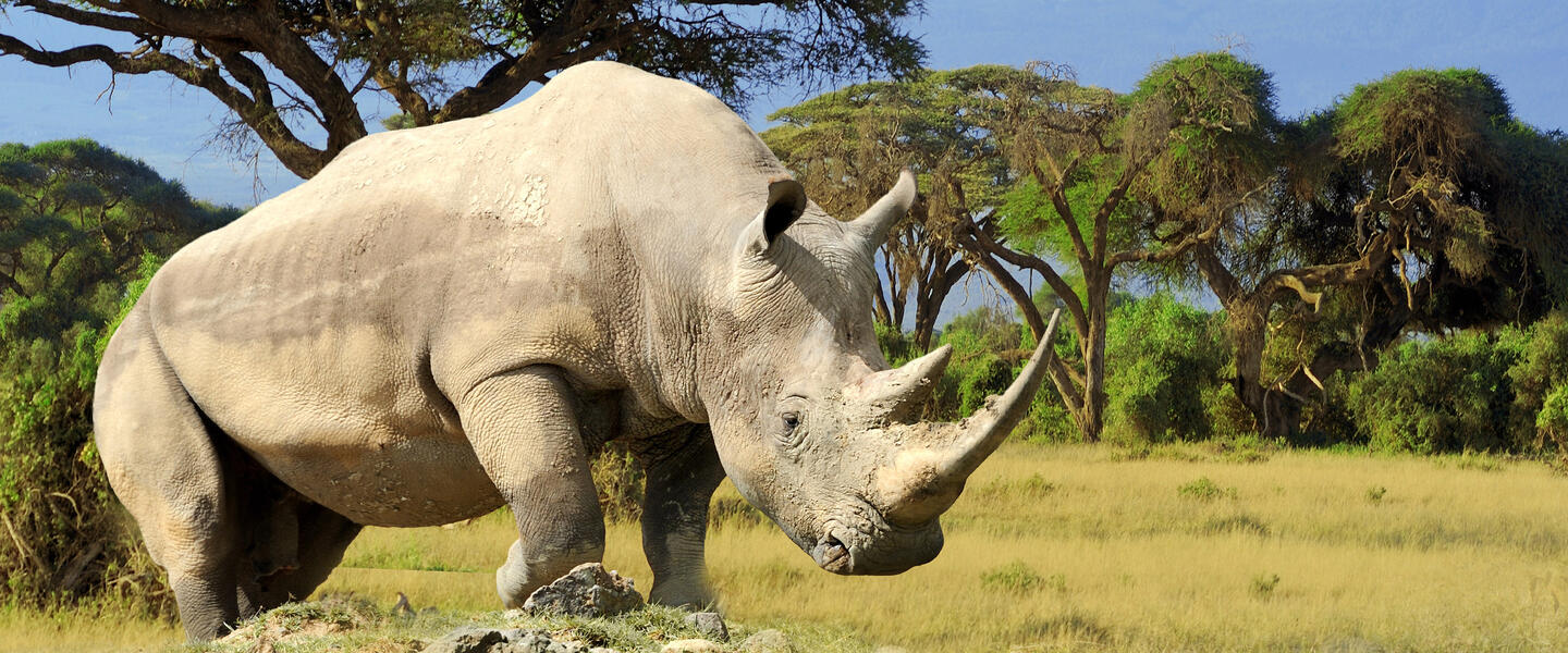 Kenia und Tansania - Endlose Savannen am Fuße des Kilimanjaro