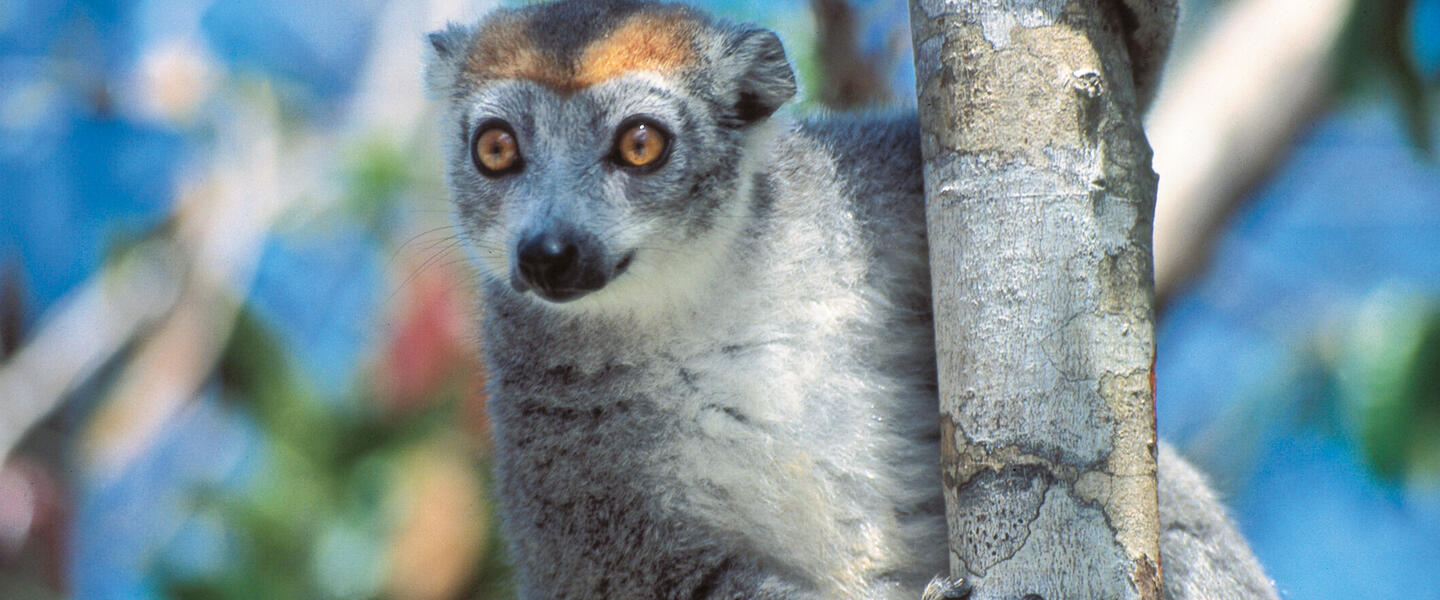 Madagaskar - Lemuren und Meer privat