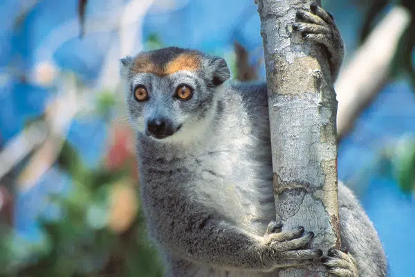 Madagaskar - Lemuren und Meer privat