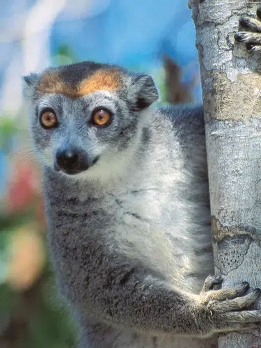 Madagaskar - Lemuren und Meer privat