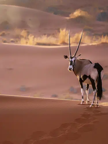 Entdeckungsreise Namibia privat