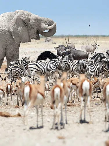 Camping-Abenteuer Namibia
