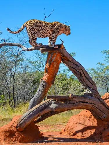 Camping-Abenteuer Namibia