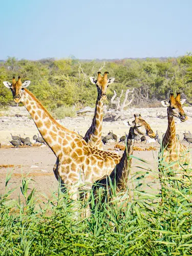 Namibia ausführlich entdecken für Selbstfahrer