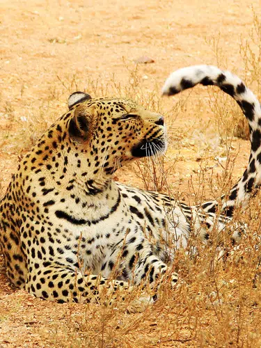Tierparadies Kavango-Zambezi